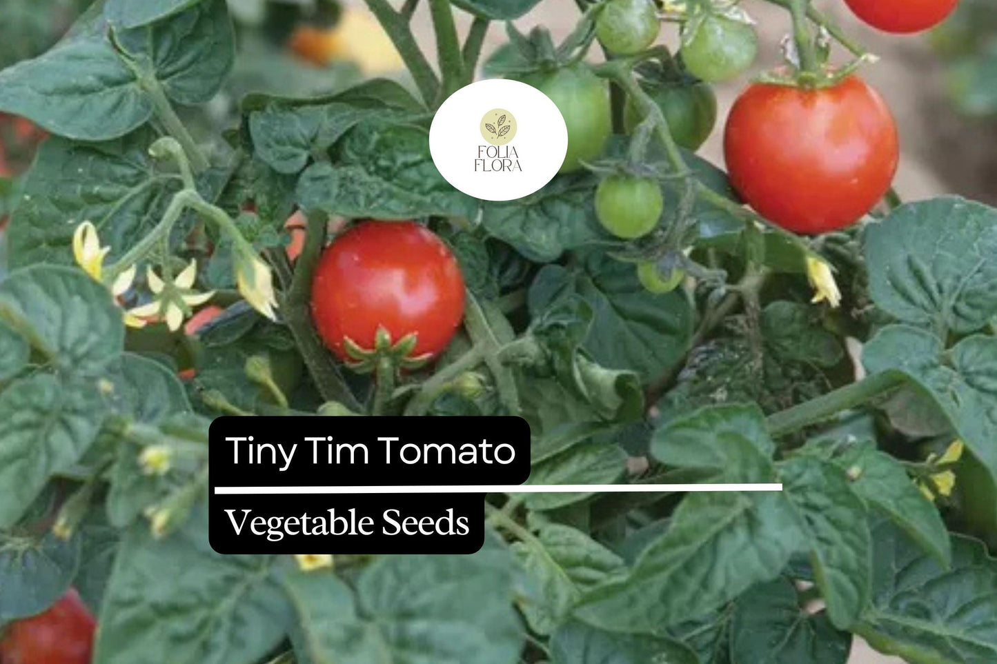 15 Seeds Tiny Tim Tomato (Solanum lycopersicum) - Dwarf Cherry Tomato, Compact Garden Tomato Variety