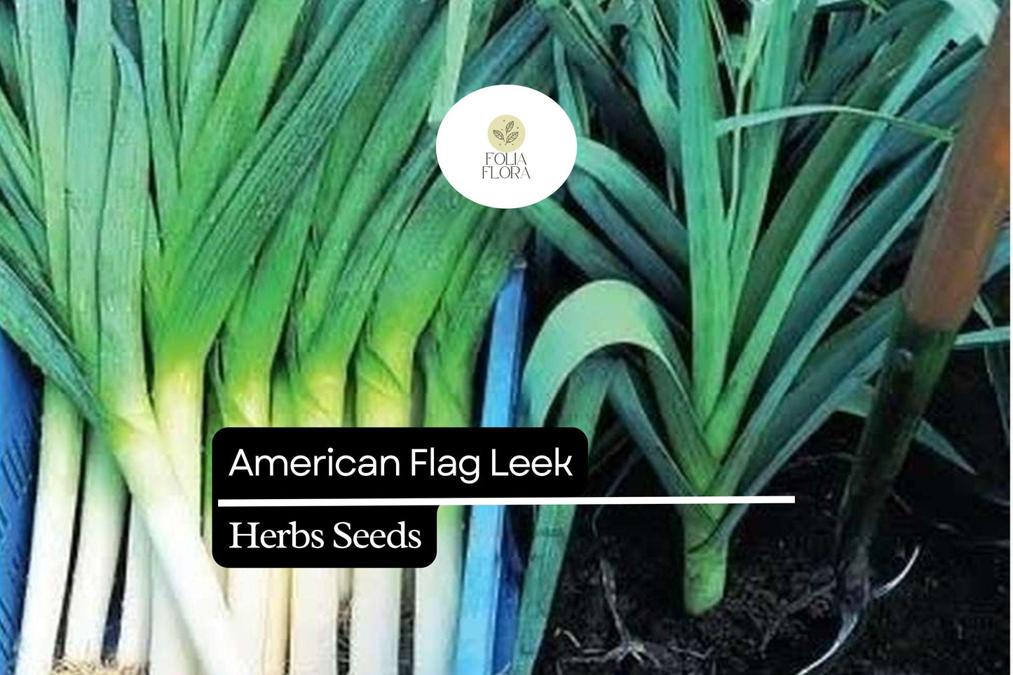 200 American Flag Leek Seeds – Allium ampeloprasum – Heirloom, Cold-Hardy, Perfect for Soups
