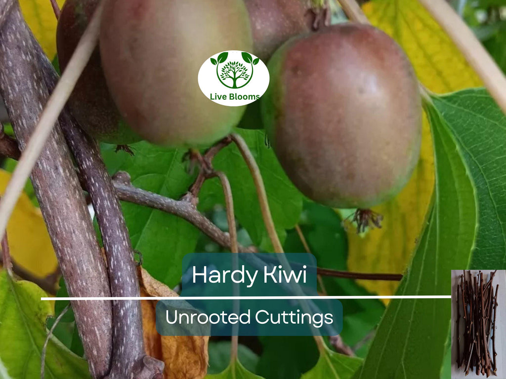 10 Hardy Kiwi Actinidia Arguta Geneva Organic Female Unrooted Cuttings – Non-GMO, Hardy Fruit Plant