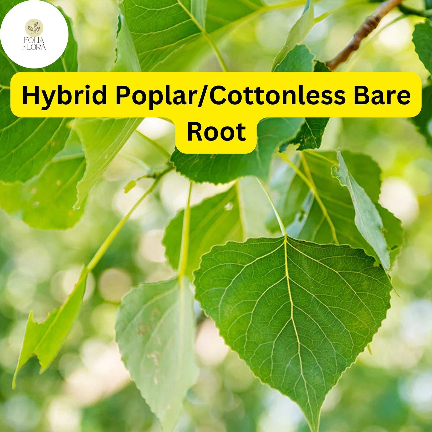 1 Live Bare Root Plant Hybrid Poplar Tree, Cottonless Cottonwood, 2-3 Feet, Fast-Growing Shade Tree