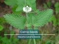 500 Catnip Seeds - Perennial Herb (Nepeta cataria), Non-GMO, Cat Lovers, Happy Kitty, Aromatic, Indoor/Outdoor Growing