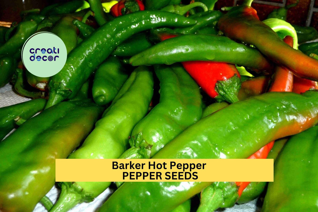 3pcs of 250mg Barker Hot Pepper Seeds – Fiery New Mexico Chile for Salsas, Drying, Roasting, and Spicy Garden Harvests Seeds for Planting