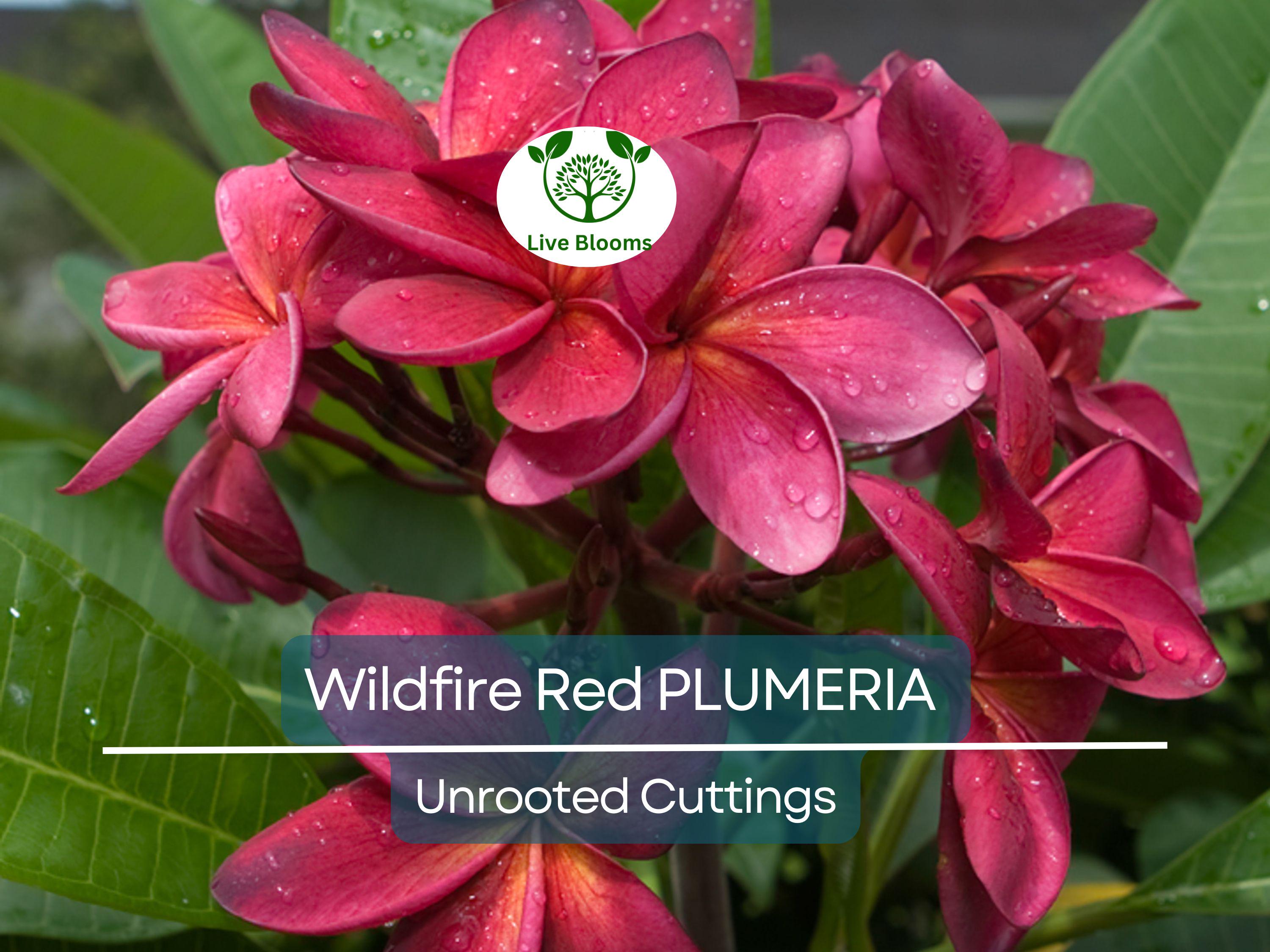 2 Plumeria Wildfire Red Cuttings - Rare Unrooted, 9-12 inches Tall, Fragrant Flowering Plant, Tropical, Frangipani, Live Plant Cuttings