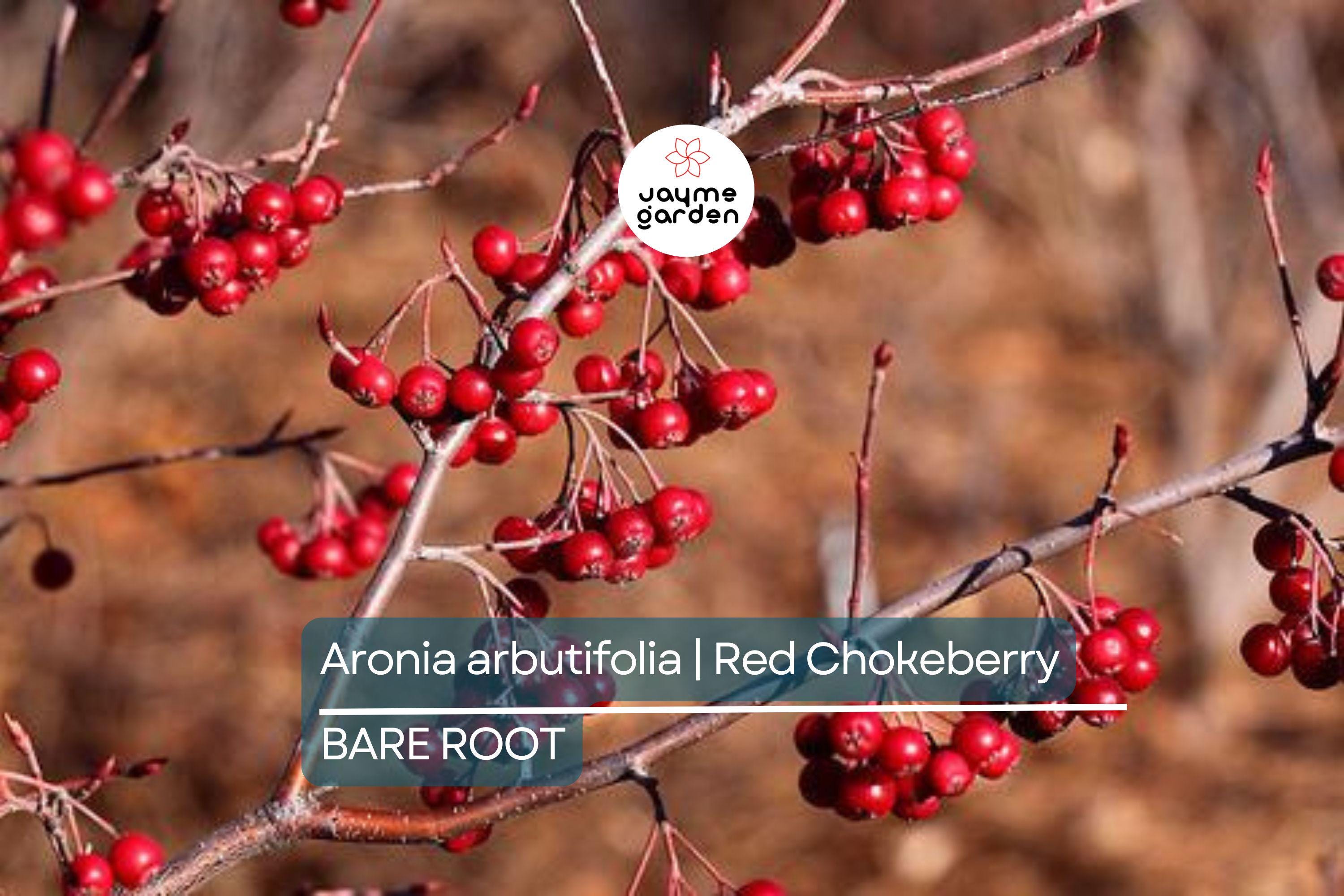 Aronia arbutifolia (Red Chokeberry) | 2 Bare-Root Shrubs | Pollinator-Friendly | Fall Color & Edible Berries | Wet Soil Tolerant