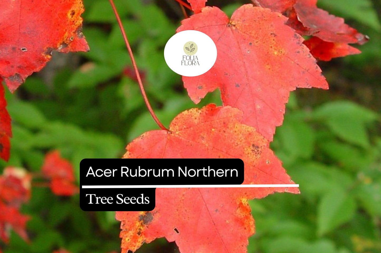 10 Seeds Acer rubrum Northern – Red Maple, Vibrant Autumn Foliage Shade Tree