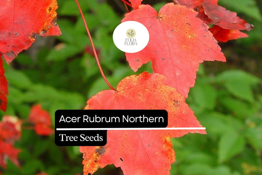 10 Seeds Acer rubrum Northern – Red Maple, Vibrant Autumn Foliage Shade Tree