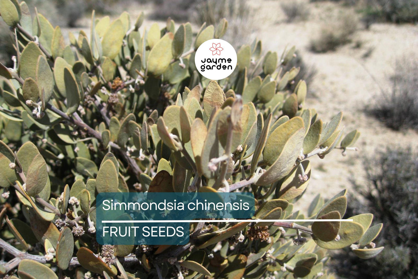 5 Jojoba Tree Seeds (Simmondsia chinensis) – Drought-Tolerant Shrub, Goat Nut Plant, USDA Zones 9-10, Rare Native Arid Climate Plant