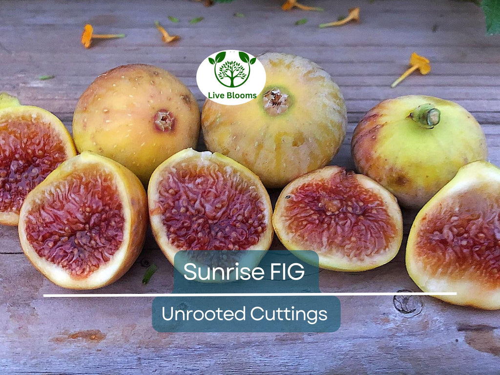 1 Sunrise Fig Unrooted Cutting 6-8" – Ficus carica, Sweet Fig Tree Cutting for Propagation, Home Garden