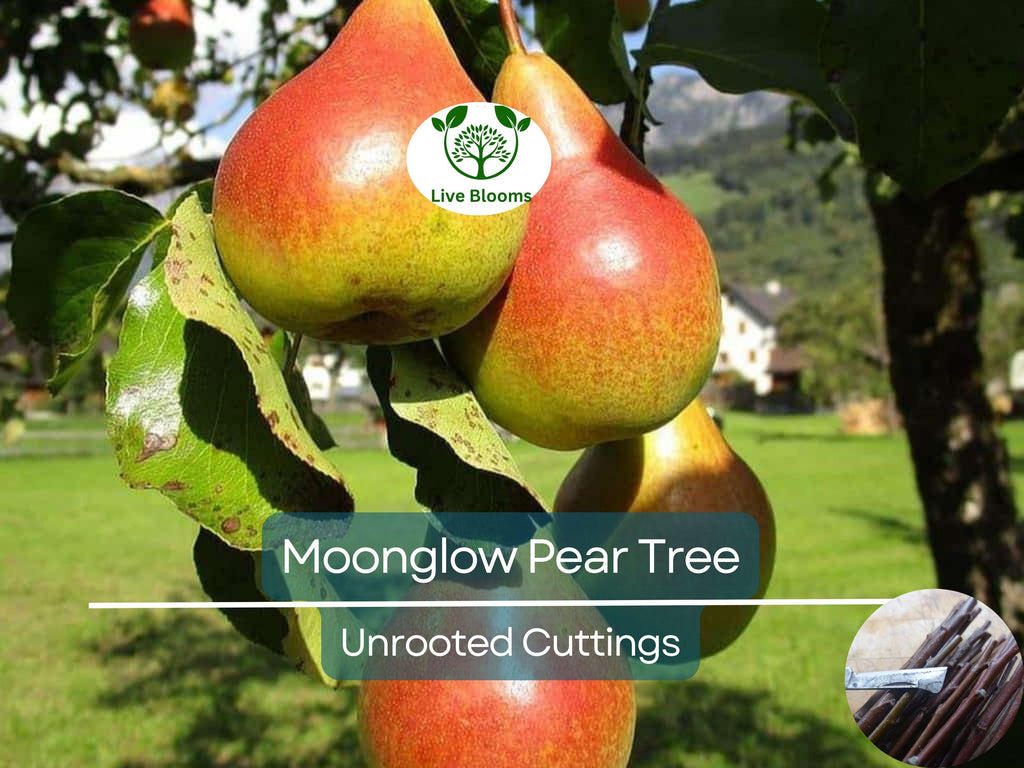 3 Moonglow Pear Tree Scions, Unrooted Cuttings 10-12 Inches for Grafting & Rooting – Pyrus communis, Sweet Edible Pear, Fruit Tree