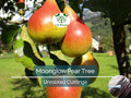 3 Moonglow Pear Tree Scions, Unrooted Cuttings 10-12 Inches for Grafting & Rooting – Pyrus communis, Sweet Edible Pear, Fruit Tree