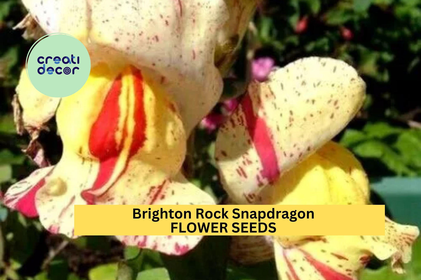 1000+ Brighton Rock Snapdragon Seeds – Vibrant Bicolor Blooms for Garden Planting, Tall Cut Flowers for Borders & Bouquets – USA