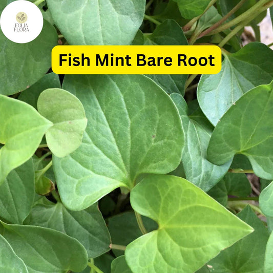 15 Live Fish Mint Plants, Houttuynia cordata, Bare Root Asian Herb, Perennial Ground Cover