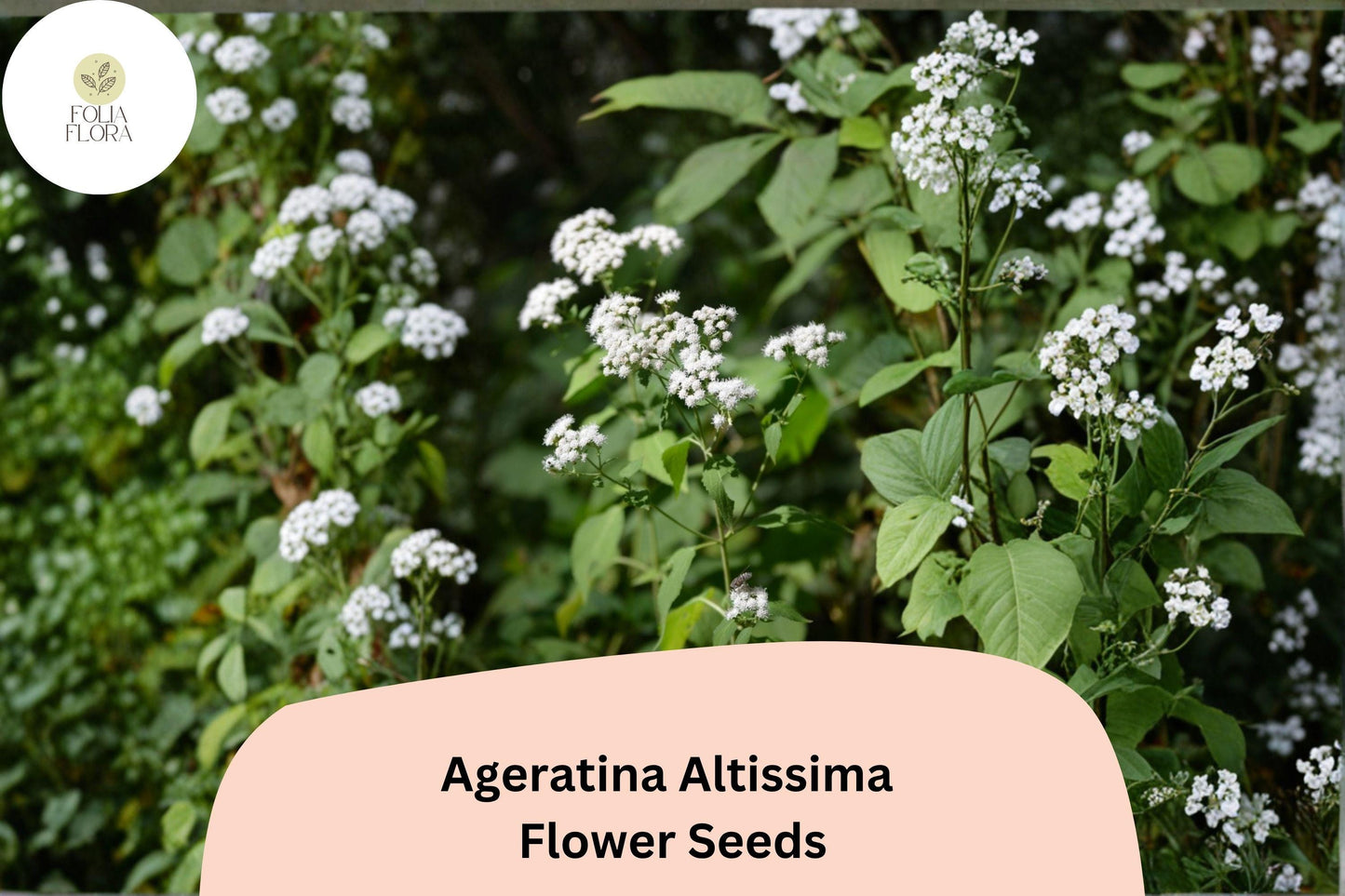 500 Ageratina altissima Seeds | White Snakeroot | Native Wildflower for Pollinator & Woodland Gardens