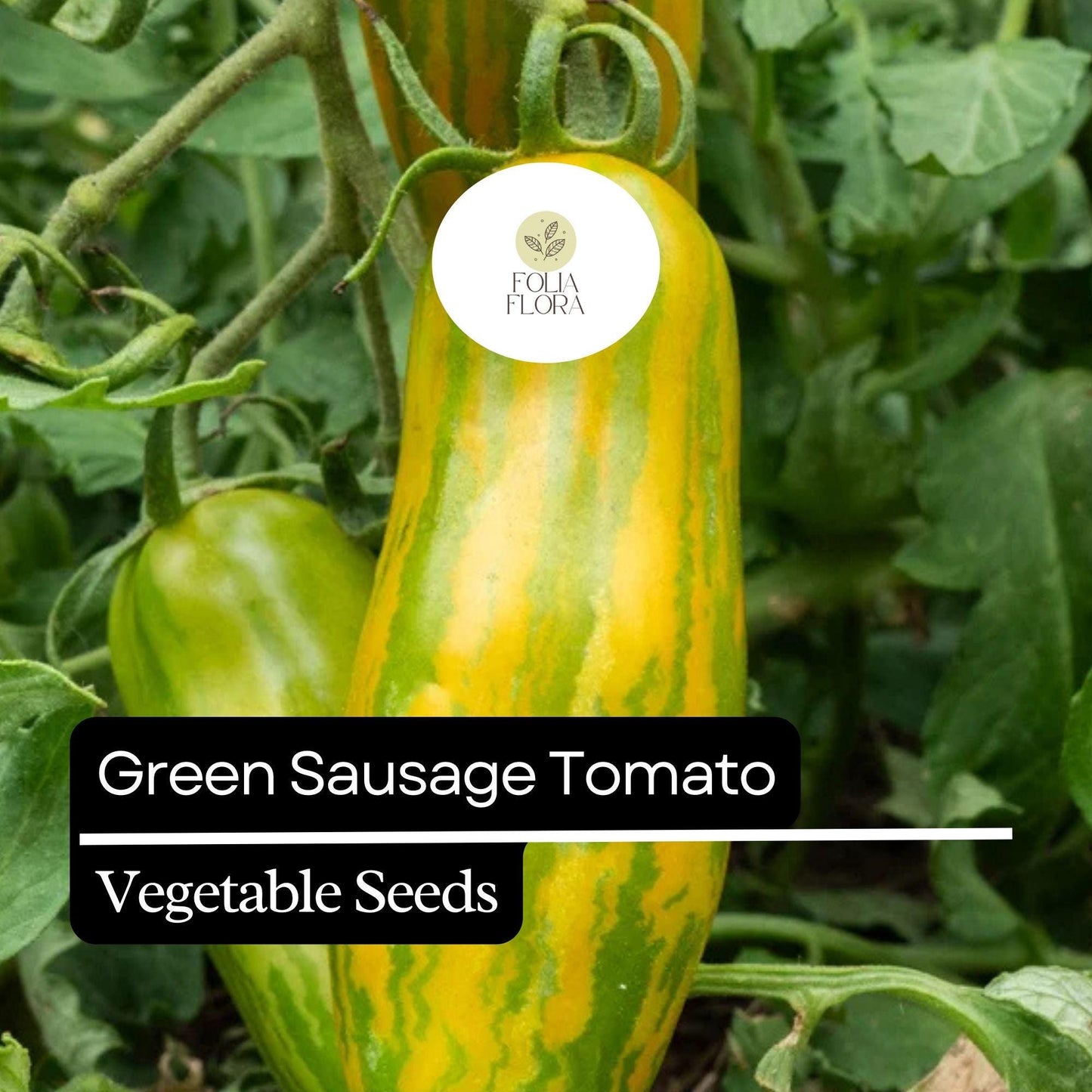 30 Green Sausage Tomato Seeds – Heirloom, Unique Green-Yellow Striped, Sweet & Tangy Flavor