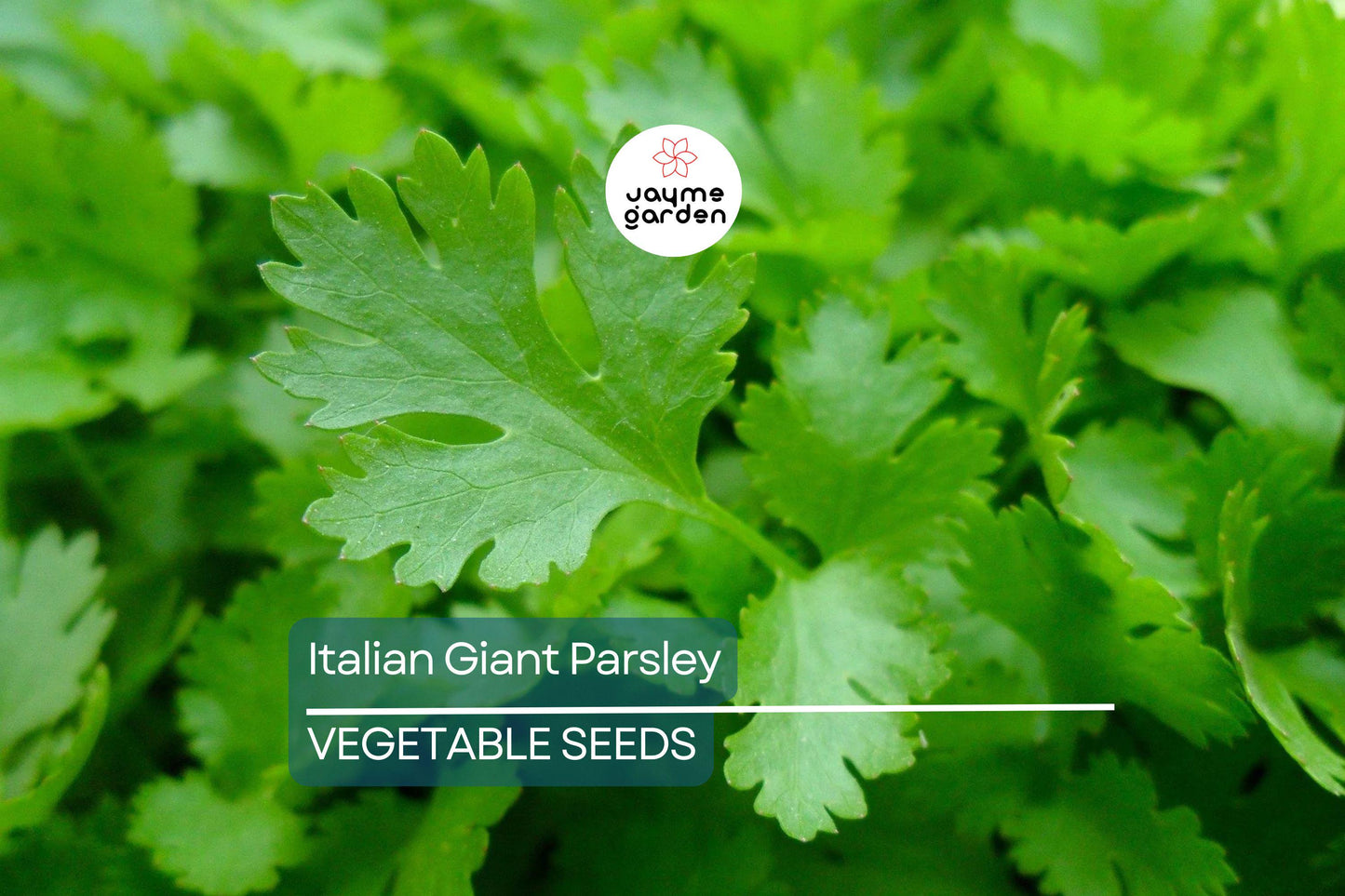 2,000 Italian Giant Parsley Seeds – Non-GMO Heirloom, Culinary Herb, Free Shipping