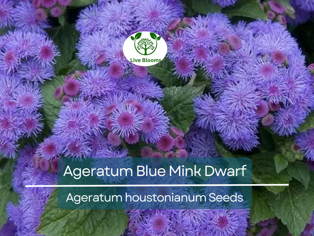 500 Seeds Ageratum Blue Mink Dwarf, Floss Flower, Purple Blooms, Monarchs Love, Non-GMO, Perennial, Butterfly Garden, Easy to Grow