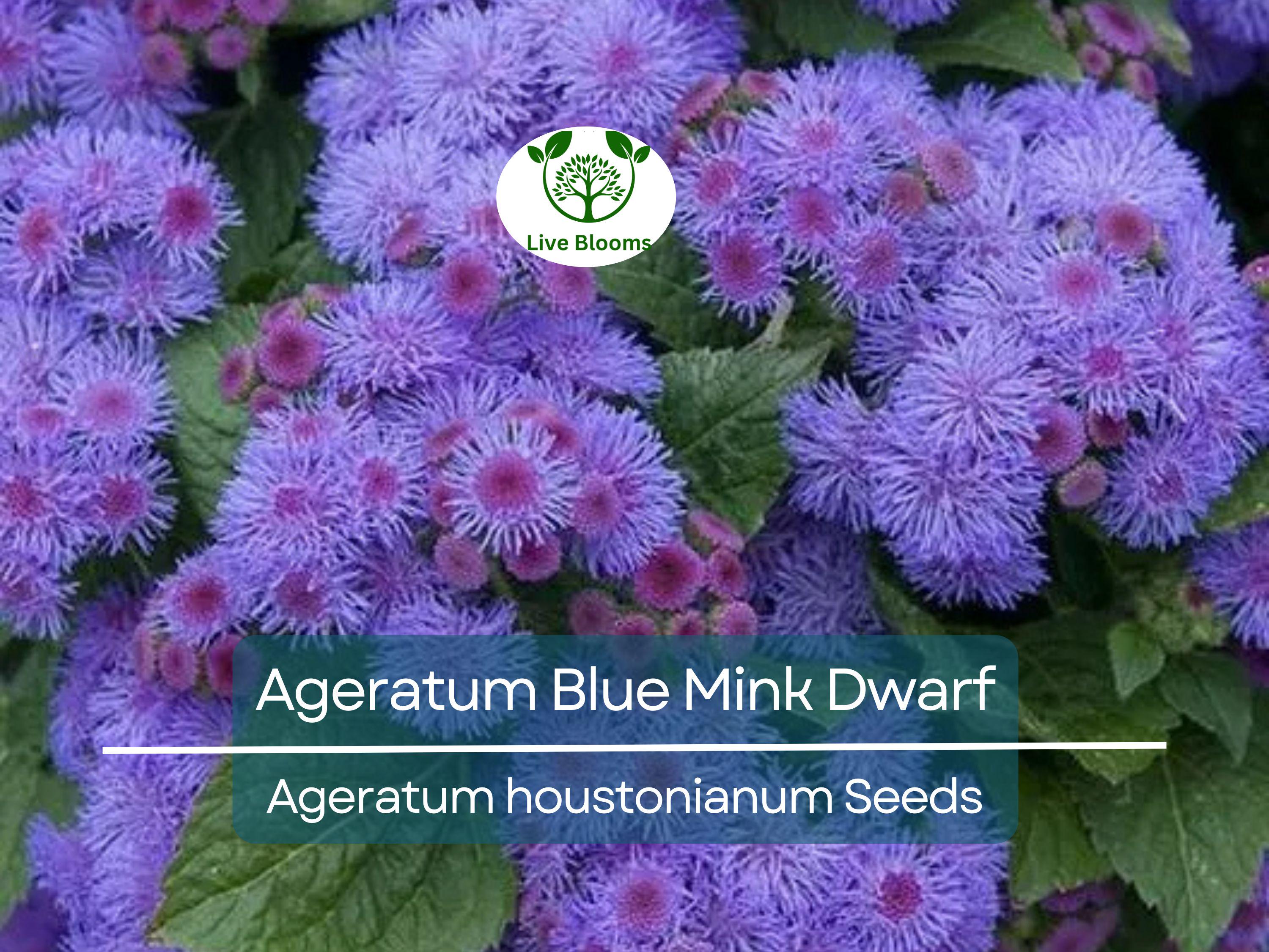 500 Seeds Ageratum Blue Mink Dwarf, Floss Flower, Purple Blooms, Monarchs Love, Non-GMO, Perennial, Butterfly Garden, Easy to Grow