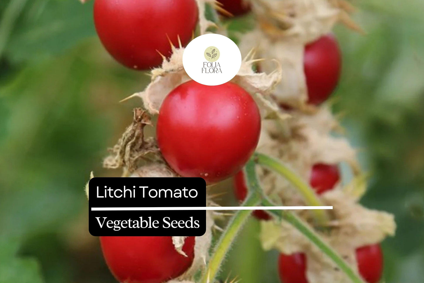 Litchi Tomato Seeds (Solanum sisymbriifolium) | 50 Seeds | Rare Heirloom Fruit with Spiny Foliage