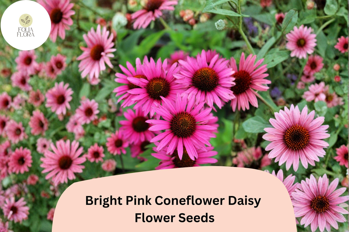 200+ Bright Pink Coneflower Daisy Seeds | Echinacea purpurea | Hardy Perennial Flowers for Pollinator Gardens