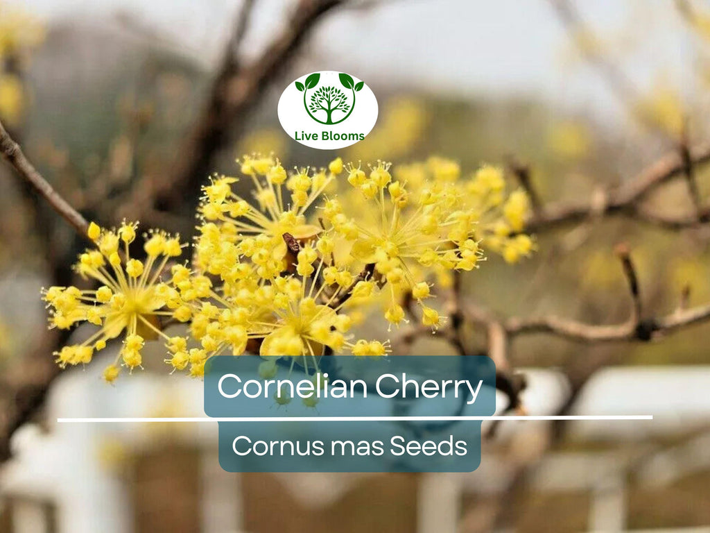 20 Cornelian Cherry Tree Seeds | Cornus mas, Edible Dogwood Berry Shrub, Fruit-bearing, Non-GMO, Hardy Shrub for Garden & Orchard