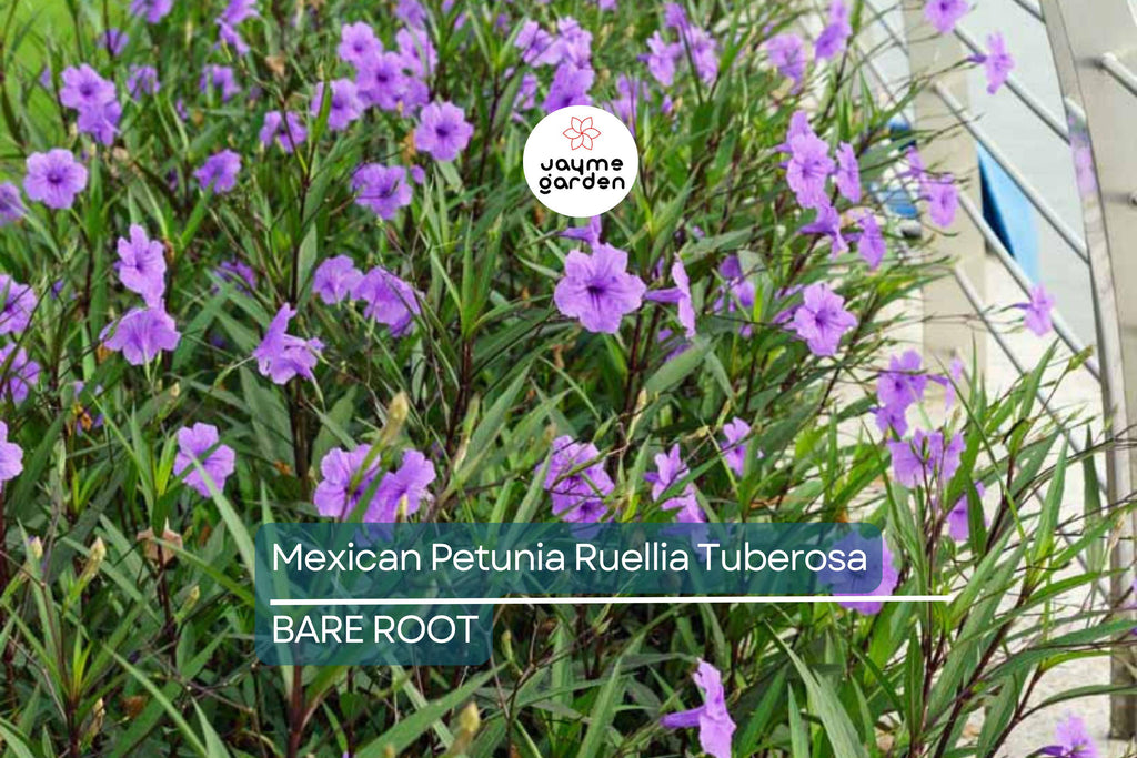 Mexican Petunia Ruellia Tuberosa, 2 Live Bare Root Plants, Rare & Exotic Purple, Perfect for Gardens, Shrubs and Outdoor Spaces