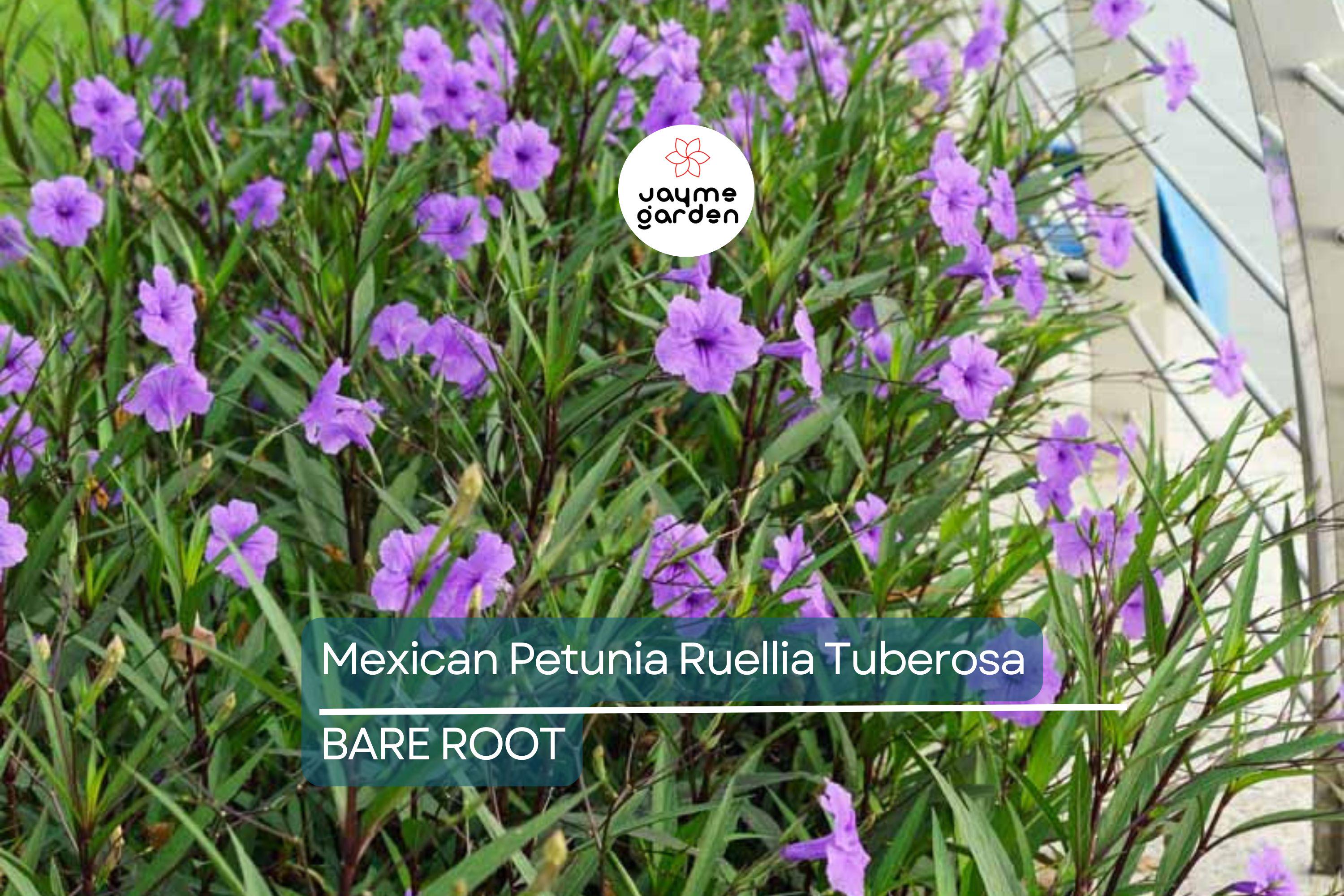 Mexican Petunia Ruellia Tuberosa, 2 Live Bare Root Plants, Rare & Exotic Purple, Perfect for Gardens, Shrubs and Outdoor Spaces