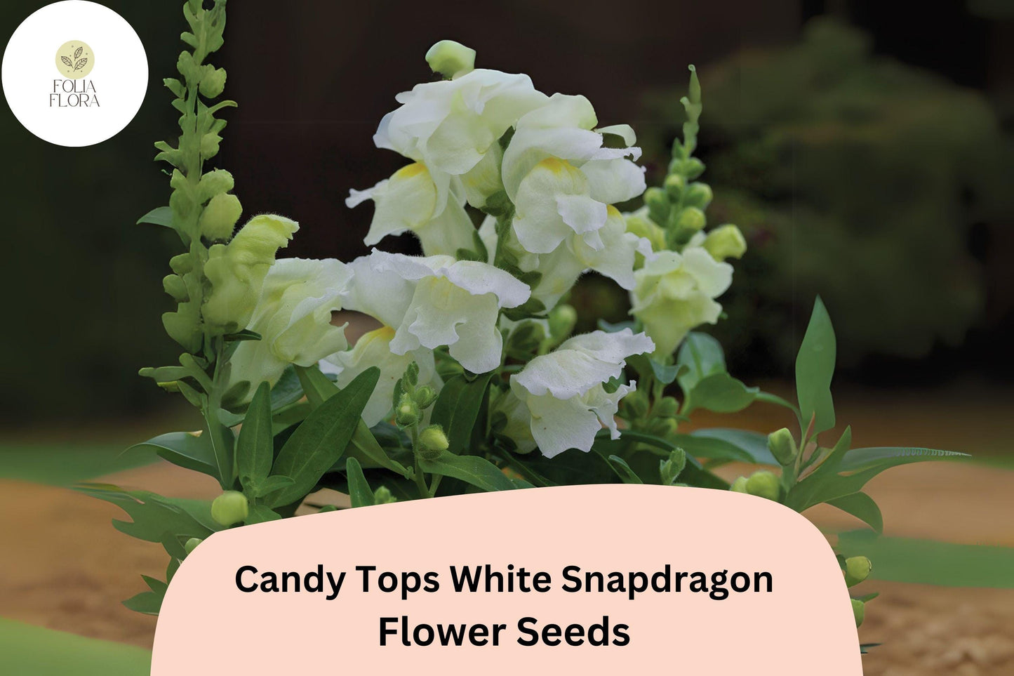 Candy Tops White Snapdragon Seeds (Antirrhinum majus) | 1000+ Seeds | Compact, Pure White Blooms for Garden & Containers
