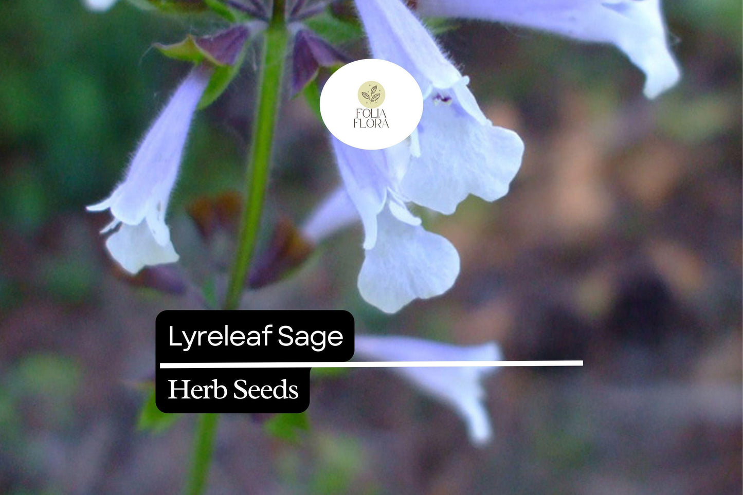 Lyreleaf Sage Seeds (Salvia lyrata) | 25 Seeds | Perennial Wildflower for Pollinators & Ground Cover