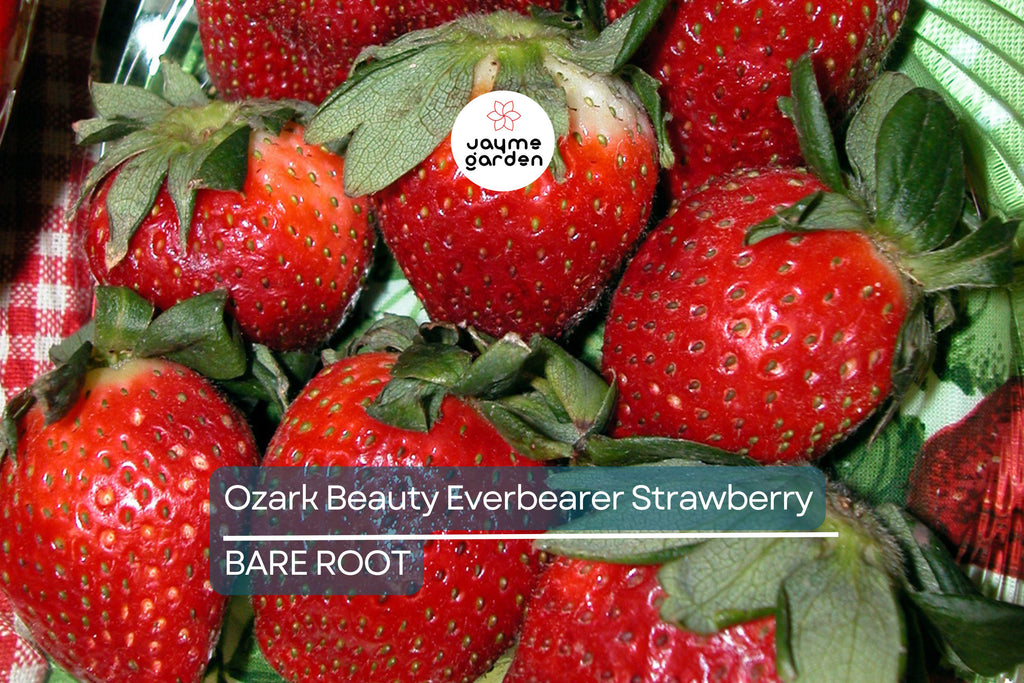 Ozark Beauty Everbearer Strawberry Plants - 25 Bareroot Plants, Sweet & Hardy, Zones 3-8