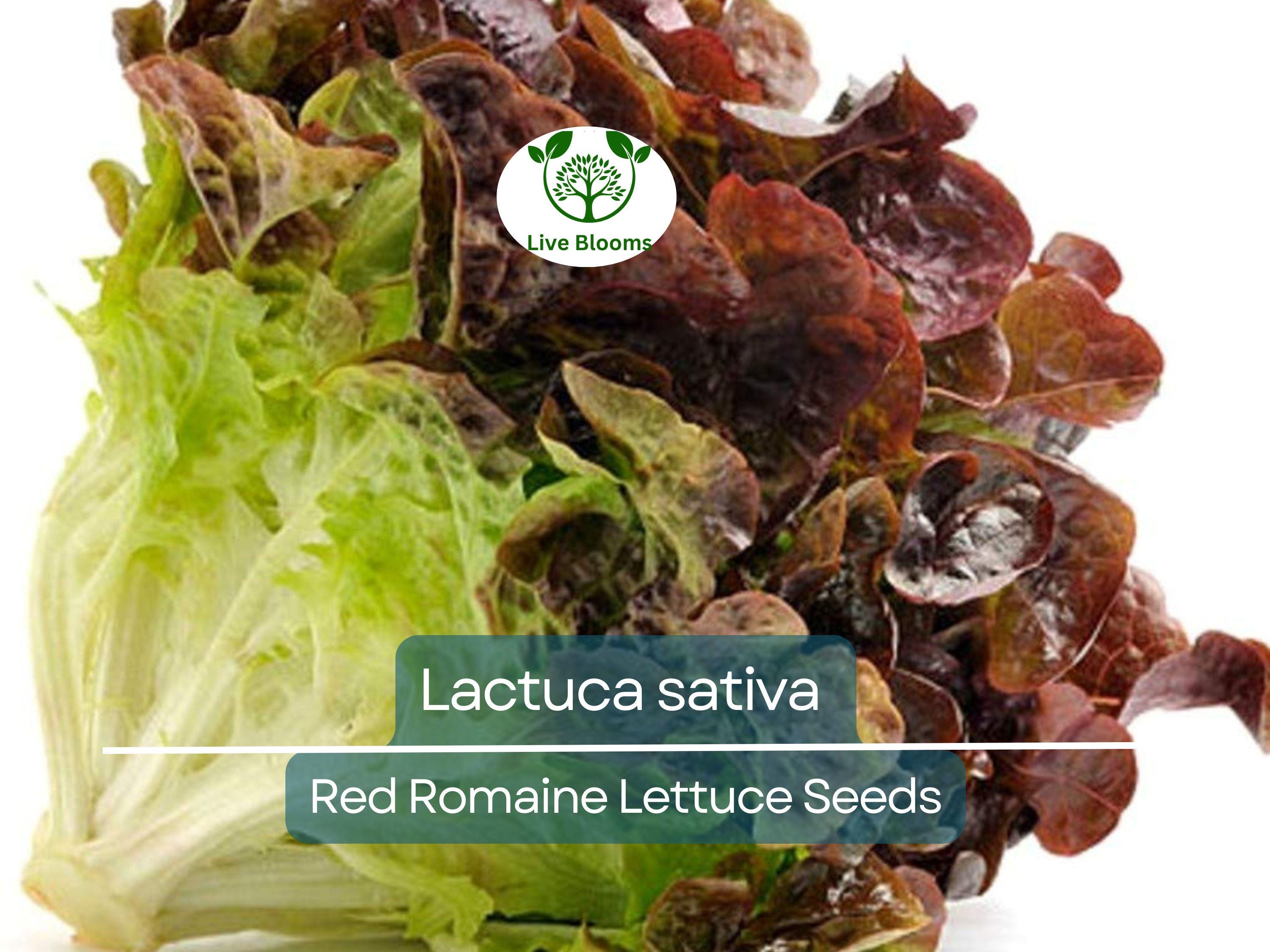 700 Seeds Red Romaine Lettuce – Lactuca sativa | Heirloom Lettuce Seeds for Planting, Gardening & Fresh, Vibrant Harvests