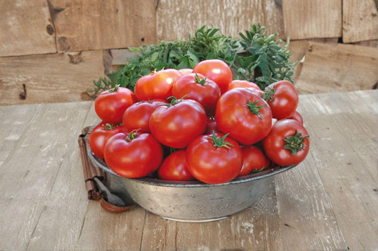 Tomato – Legend 30 Seeds | Disease-Resistant Tomato | Excellent Flavor | Reliable Garden Performer