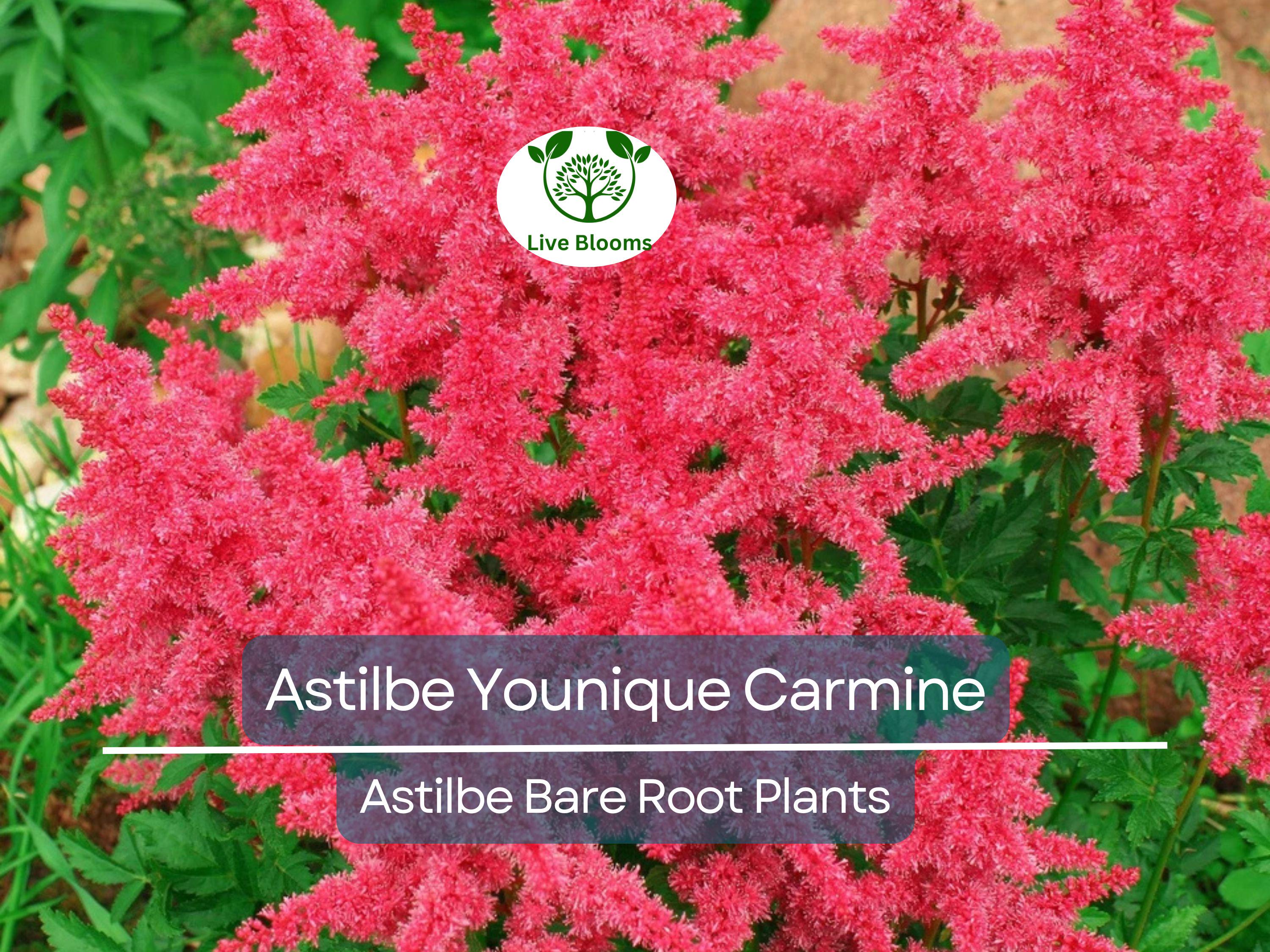 1 Astilbe Younique Carmine – Live Bare Root Shade Plant – Summer Blooms, Deer Resistant, Vibrant Pink-Red Perennial