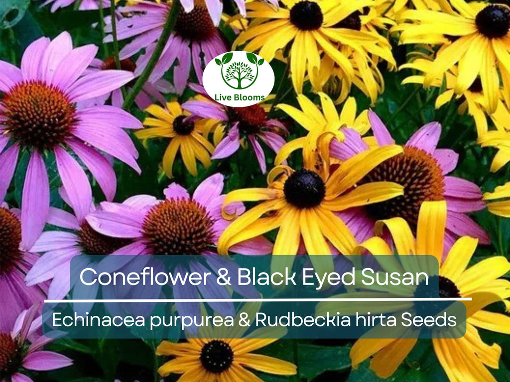 250 Seeds Echinacea purpurea & Rudbeckia hirta Mix – Coneflower and Black Eyed Susan – Native Wildflowers – Non-GMO Heirloom Pollinators