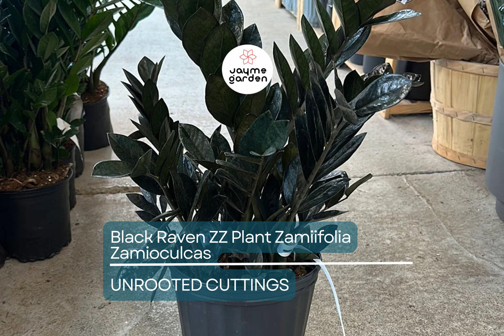 Black Raven ZZ Plant Cutting | Zamiifolia Zamioculcas | 2 Node Fresh Cutting | Pet Safe, Indoor Plant |