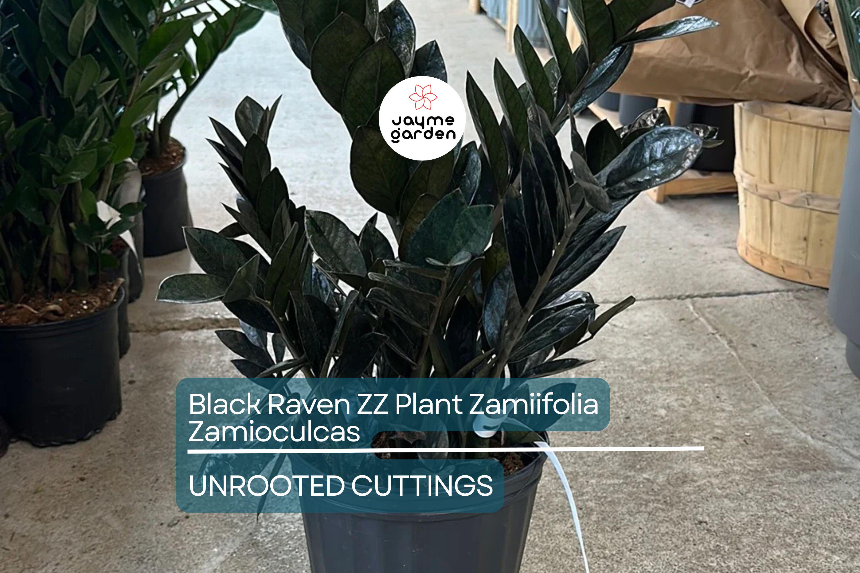 Black Raven ZZ Plant Cutting | Zamiifolia Zamioculcas | 2 Node Fresh Cutting | Pet Safe, Indoor Plant |
