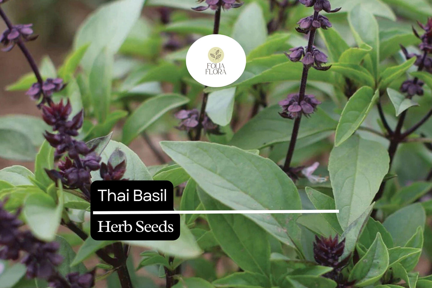 Thai Basil Seeds (25+) | Ocimum thyrsiflora | Fragrant Herb for Culinary & Garden Use | Heirloom Basil for Planting