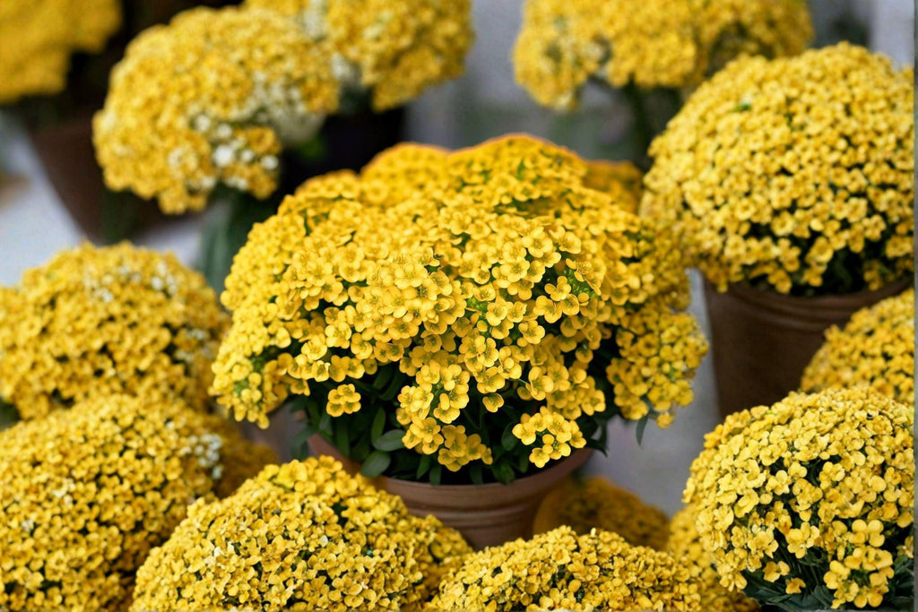 Basket of Gold – Alyssum saxatile 100 Seeds | Bright Yellow Blooms | Hardy Perennial