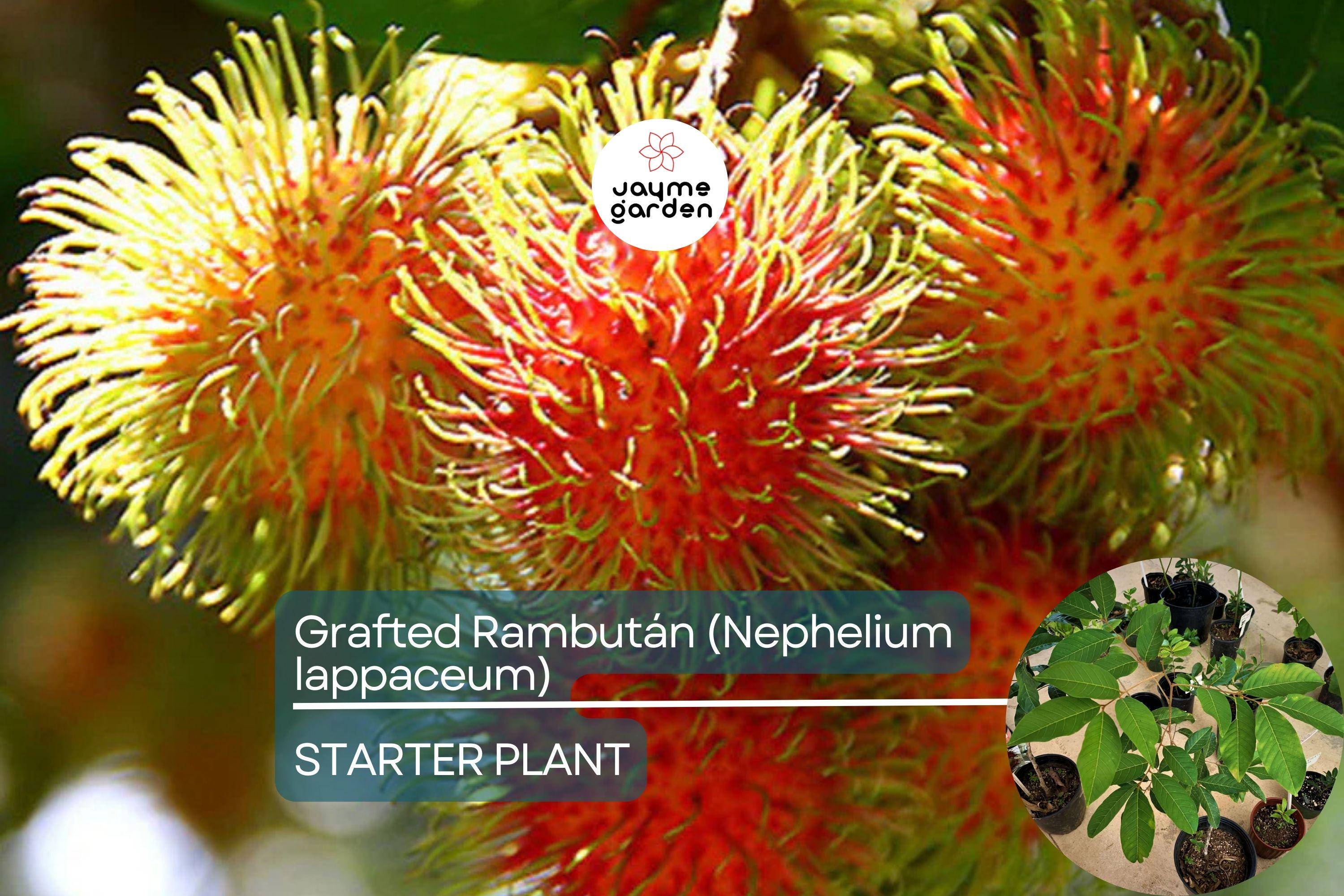 1 Grafted Rambutan Tree (Nephelium lappaceum) 24”-36” – Exotic Fruit-Bearing Tree for Tropical Gardens