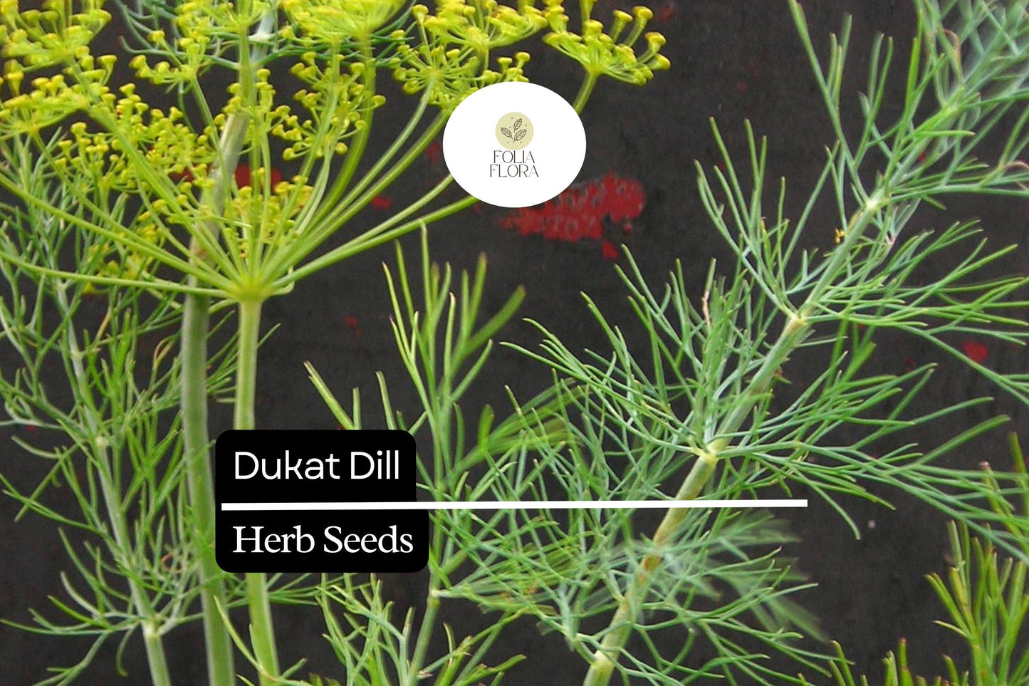 500 Seeds Dukat Dill (Anethum graveolens) – Aromatic Herb for Culinary and Garden Use