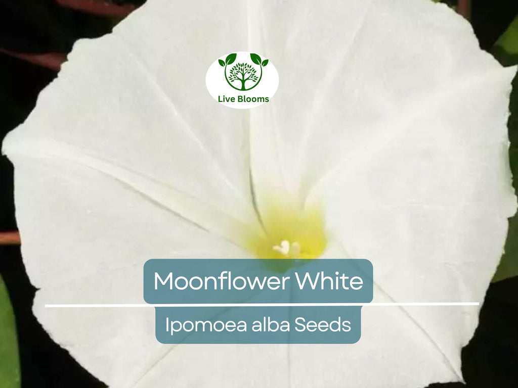 25 Moonflower Seeds - White Night-Blooming Morning Glory Vine | Ipomoea alba, Fragrant, Non-GMO, Climbing Annual, Evening Bloomer