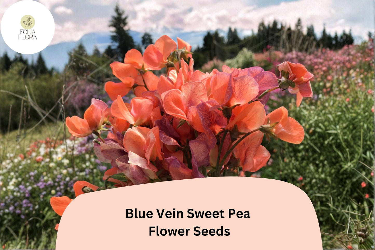 Blue Vein Sweet Pea Seeds 50+ | Lathyrus odoratus Climbing Fragrant Orange Garden Flower
