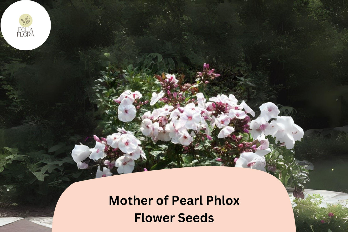 100+ Mother of Pearl Phlox Seeds – Perennial Garden Flowers, Phlox paniculata
