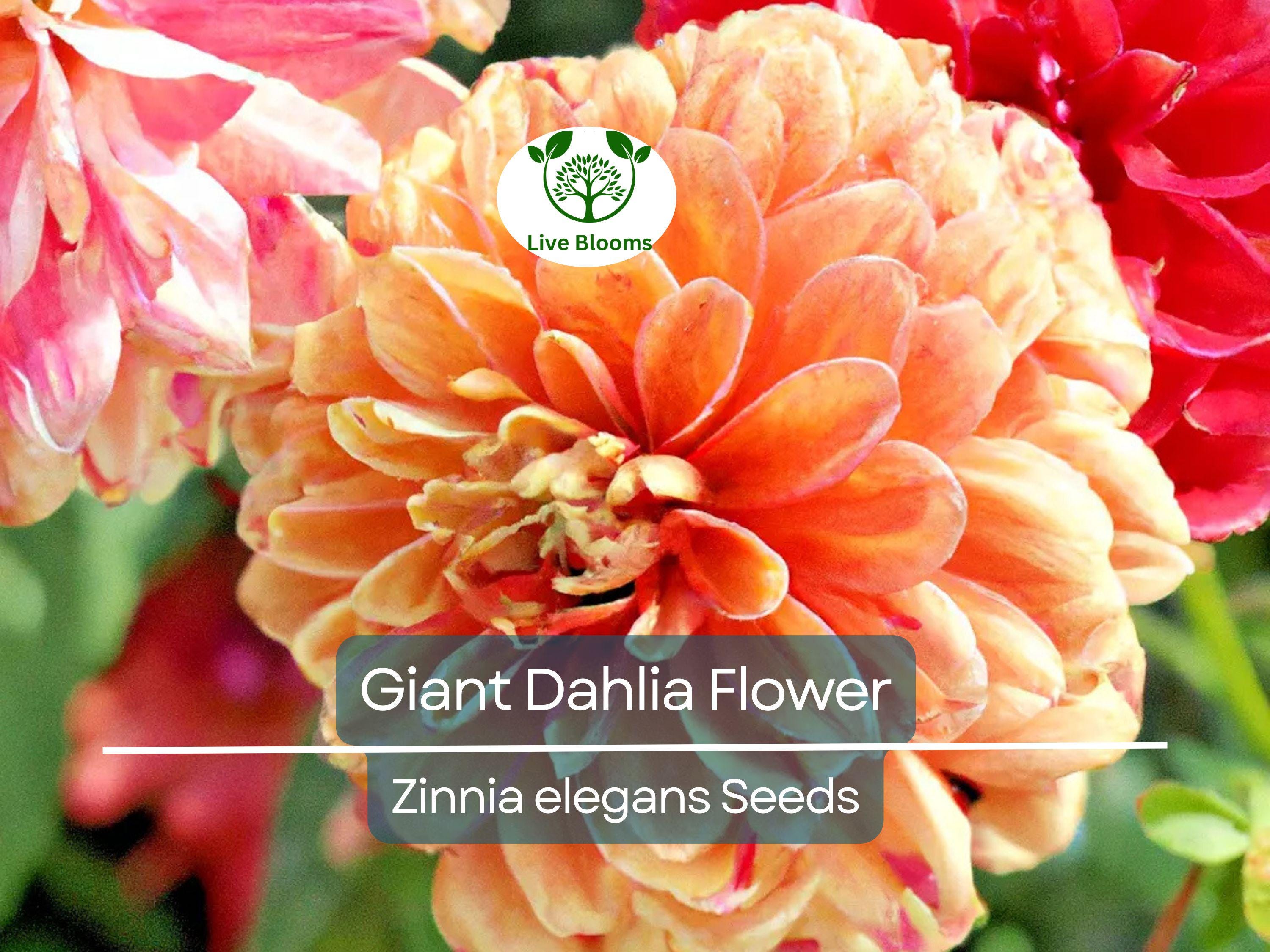500 Giant Dahlia Flower Seeds, California Giants Annual Mix, Zinnia elegans, Vibrant Color Mix, Easy to Grow, for Garden & Cut Flowers