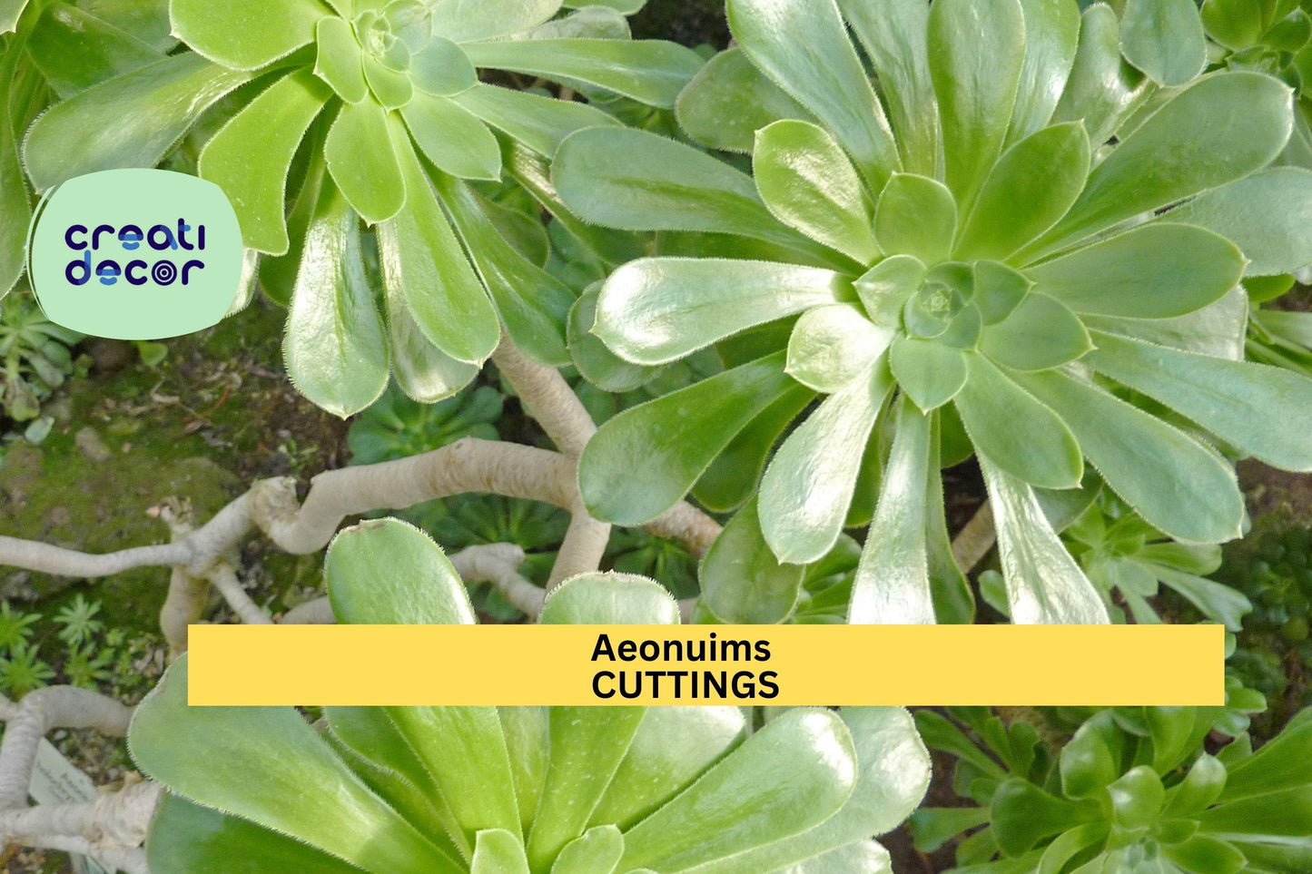 Aeonium Succulent Cutting | 1 Unrooted Rosette Starter | Easy Propagation Plant | Colorful Foliage | Great for Succulent Lovers