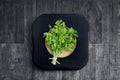 Chinese Celery – Kintsai Dark Green 1350 Seeds | Asian Celery | Strong Aroma | Crisp Stems & Leaves