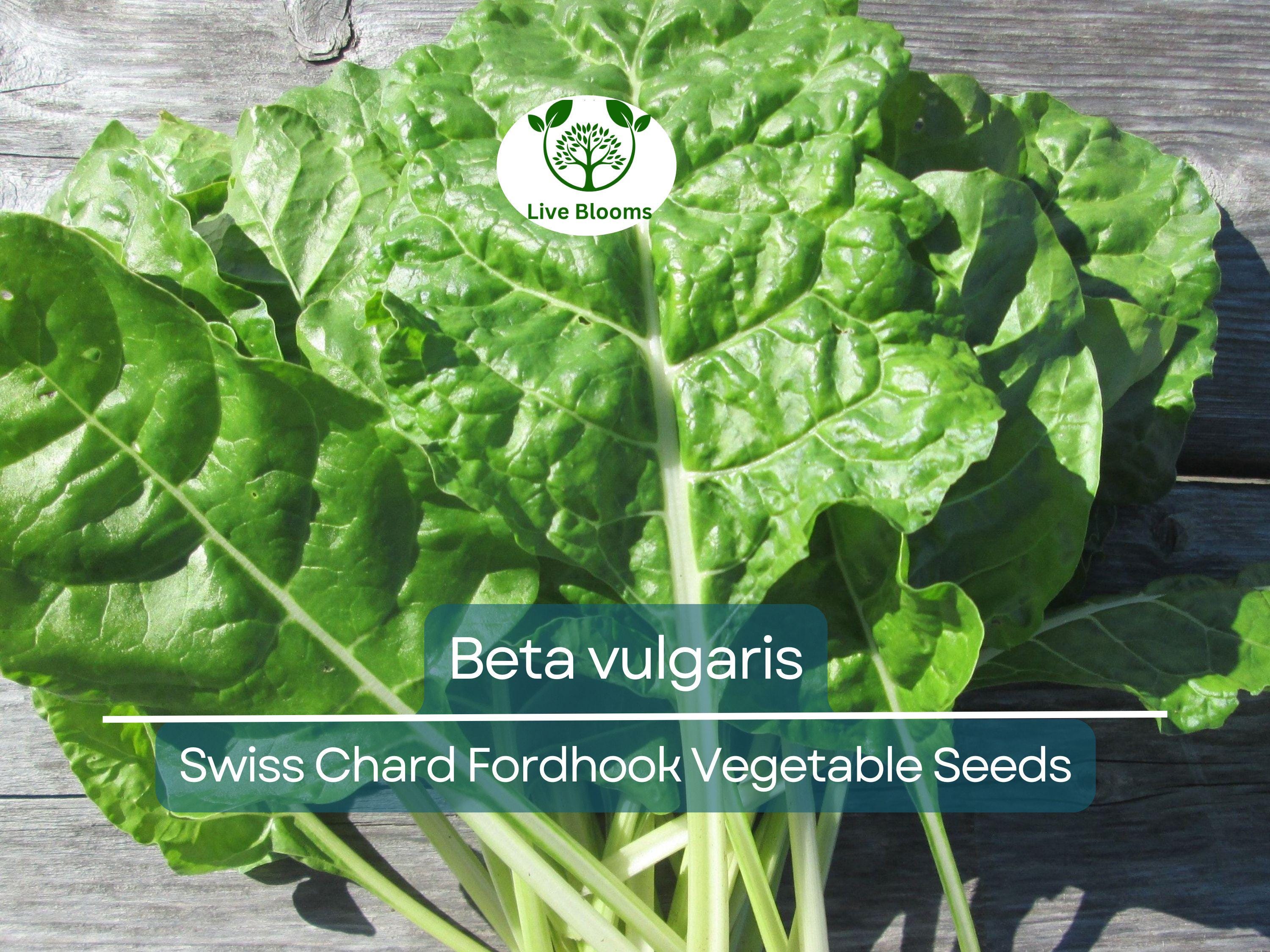 1 Gram Seeds Swiss Chard Fordhook – Beta vulgaris | Heirloom Vegetable for Planting, Nutritious Greens for Gardening