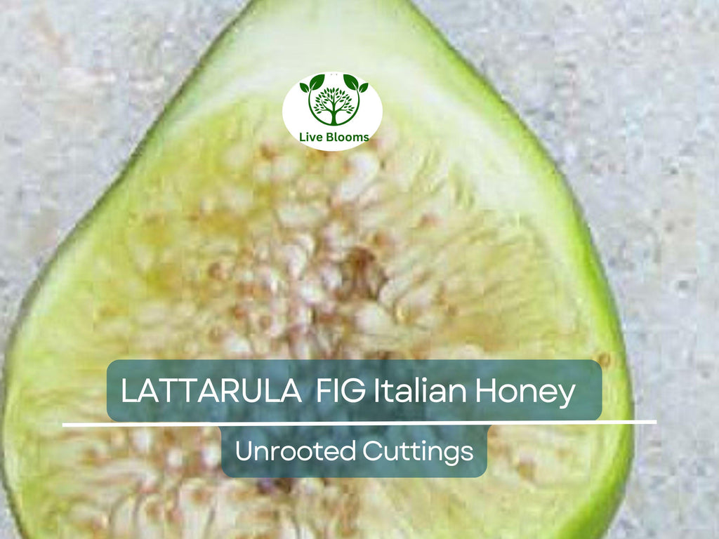 6 pcs Fig Lattarula Italian Honey Fruit Tree Unrooted Cuttings 6-8" - Ficus carica, Sweet Fruit Tree