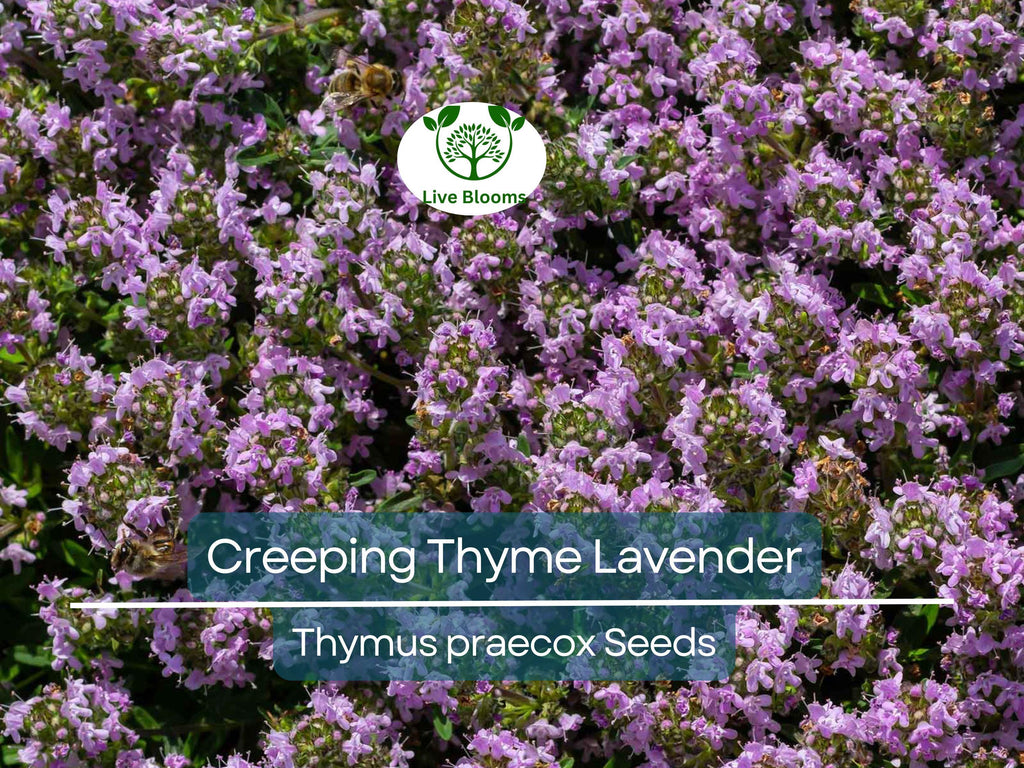 1000 Seeds Creeping Thyme Lavender Groundcover, Perennial Purple Flowers, Non-GMO, Thymus praecox