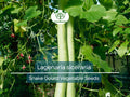 10 Seeds Snake Gourd (Lagenaria siceraria) – Edible, Long, Non-GMO, Heirloom, Easy to Grow, Perfect for Cooking, Unique Garden Vegetable