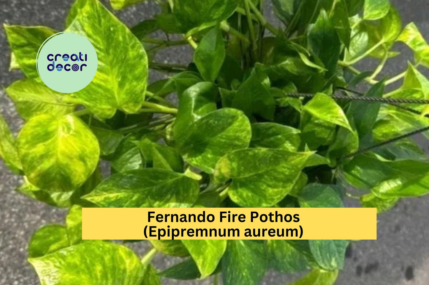 Fernando Fire Pothos Cuttings | Epipremnum Aureum Variegated Houseplant | 3 Fresh Unrooted Cuttings for Indoor Plant Propagation